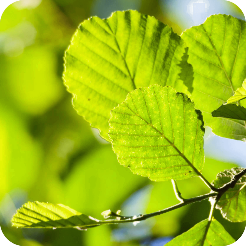 Feuilles d'aulne