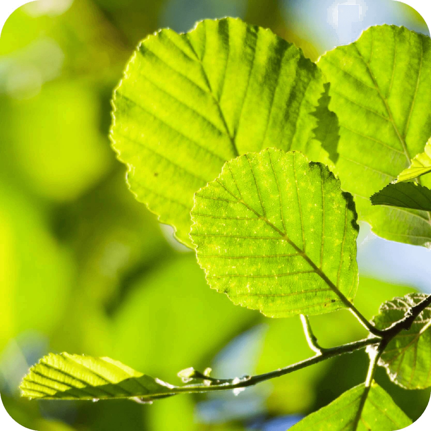 Plantez un Aulne comme cadeau écoresponsable Semeur d’histoires