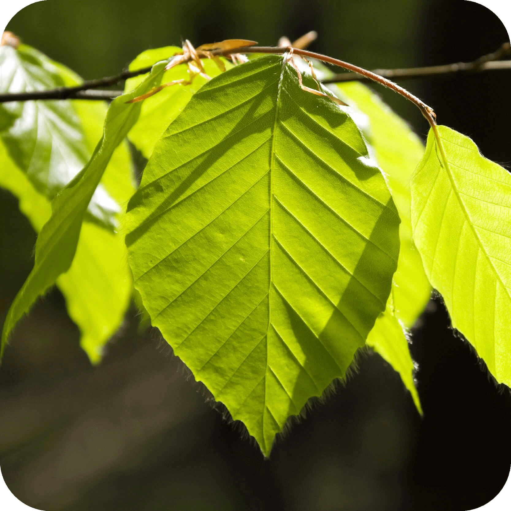 Arbre Rigide Reconnaître les arbres de France