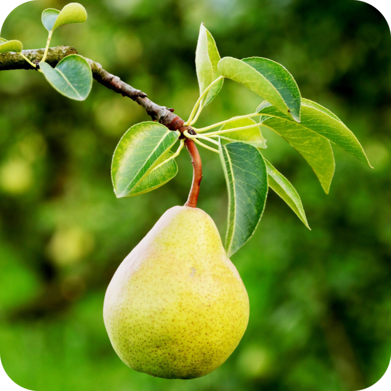 photo d'une poire sur une branche