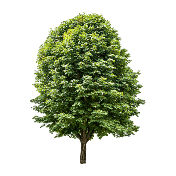 Plantez un Châtaignier comme cadeau écoresponsable Semeur d’histoires