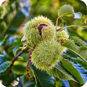L'arbre cadeau châtaignier