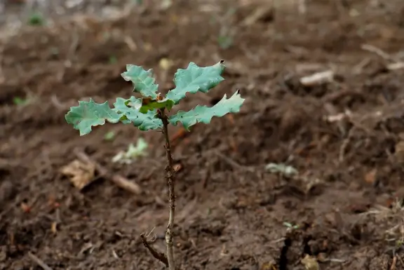 Petite pousse d'arbre
