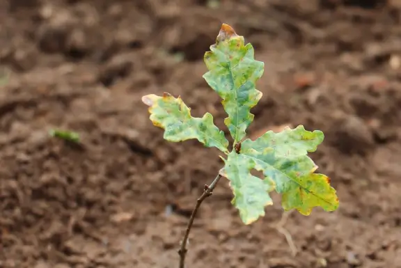 Petite pousse d'arbre