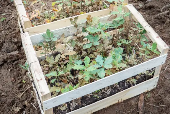 Pousses d'arbres dans une cagette