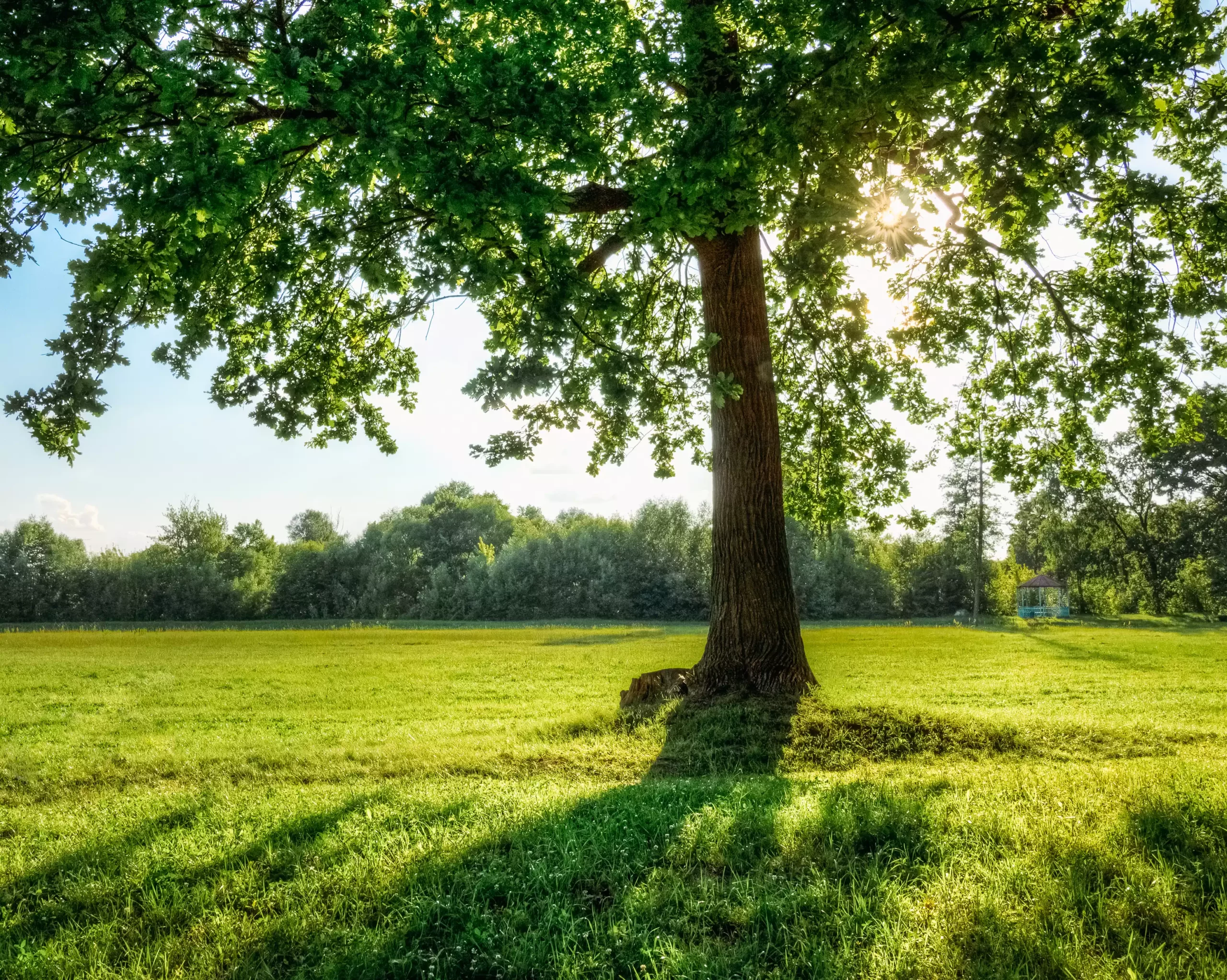 Top 10 Des Arbres Impressionnants Du Monde
