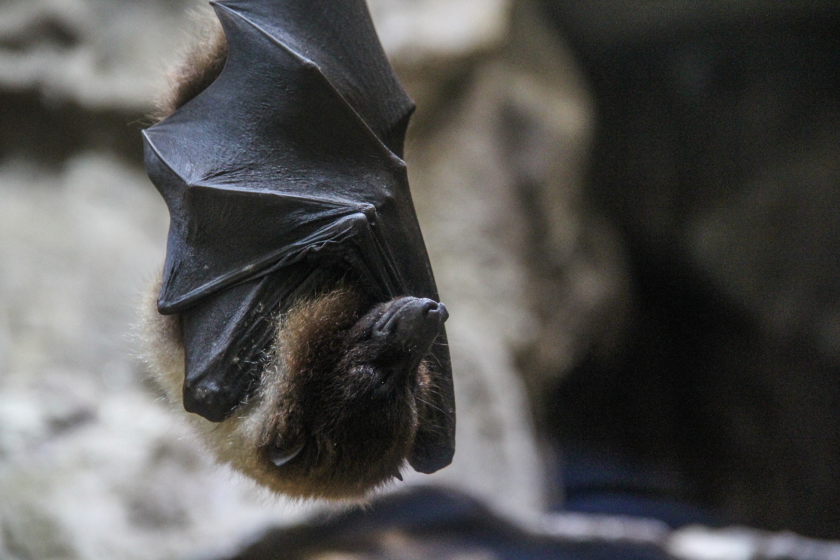 Chauve-Souris qui dort à l’envers