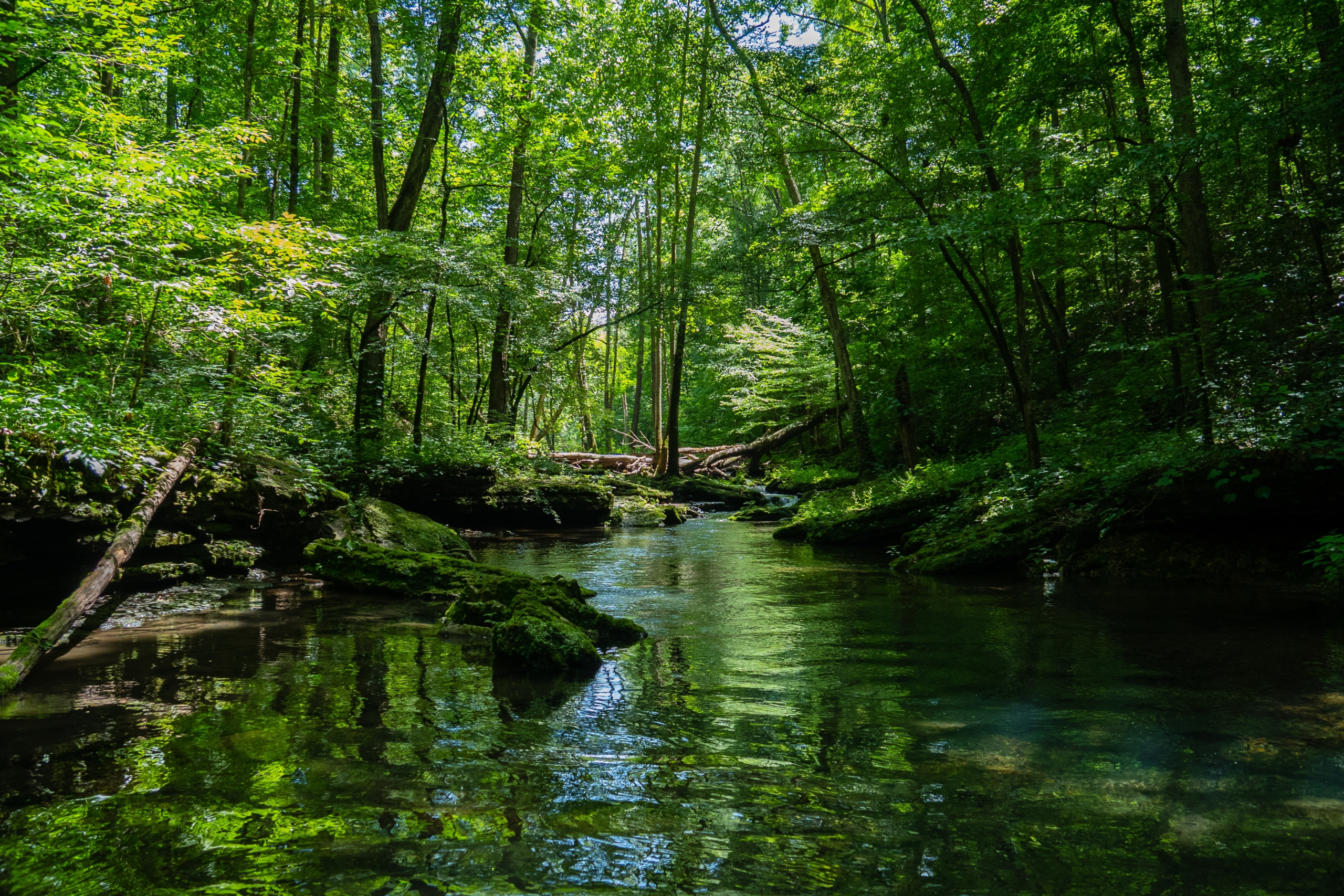 Forêt verdoyante avec un cours d’eau