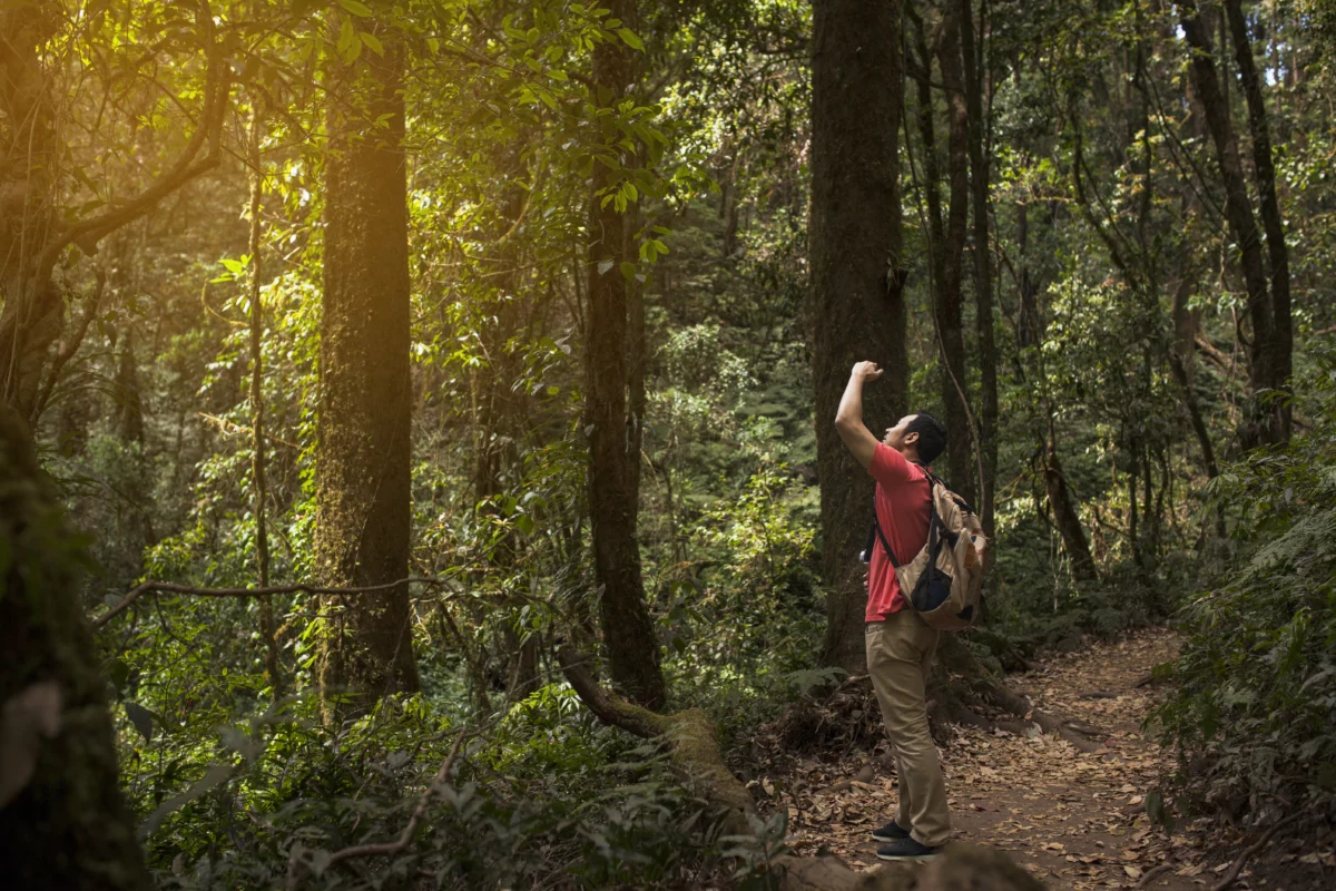 Homme observant la lueur du soleil dans une forêt