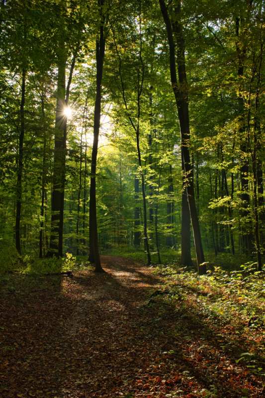 Forêt verdoyante ensoleillée