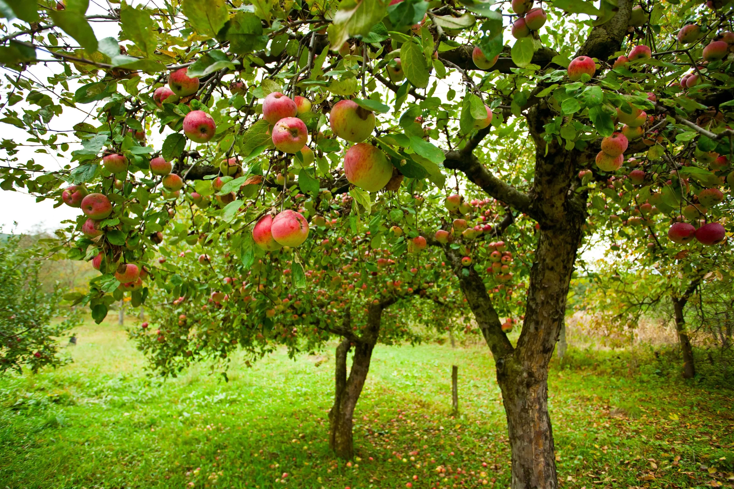 verger de pommes