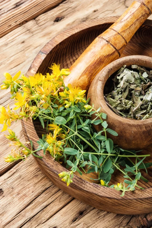 Plantes médicinales