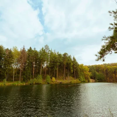 forêt autour d'un étang