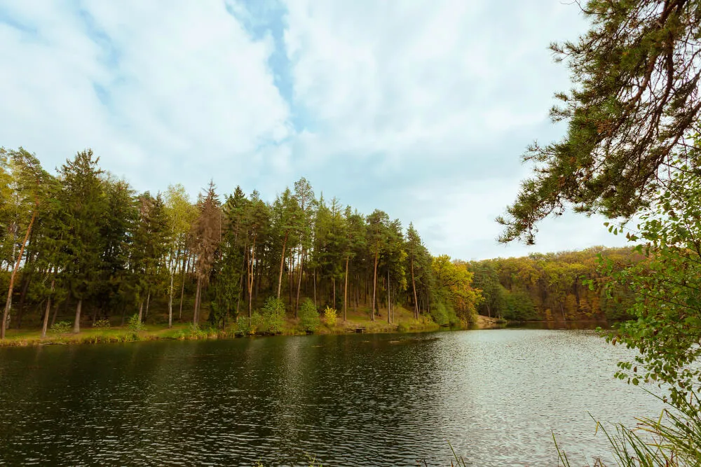 forêt autour d'un étang