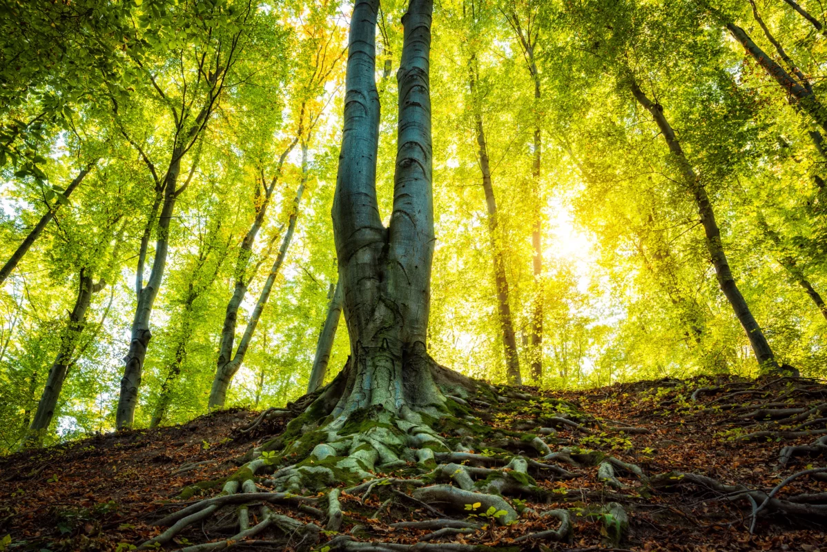 Arbre avec des racines imposantes