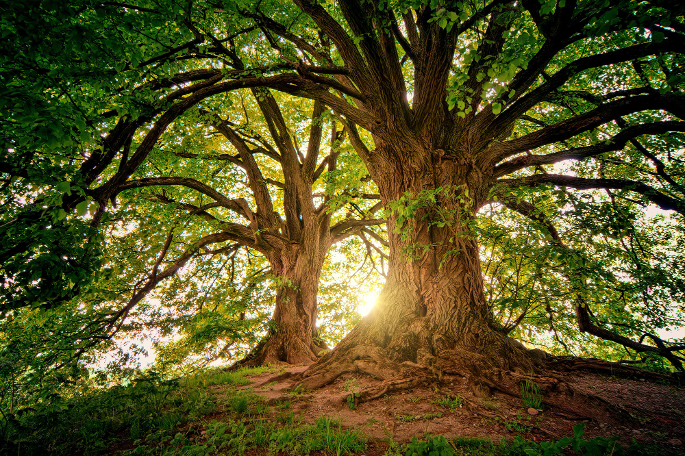 Grands arbres anciens