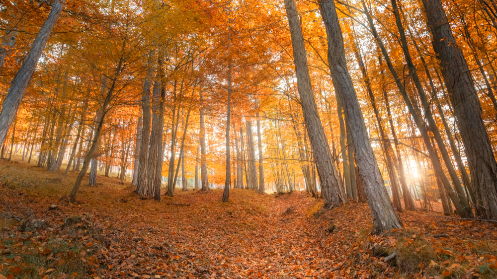 Forêt aux couleurs d'automne