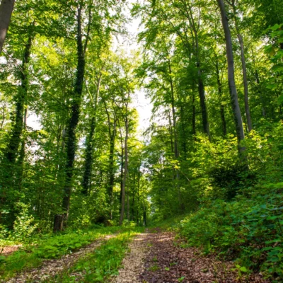 Sentier au milieu d'une forêt