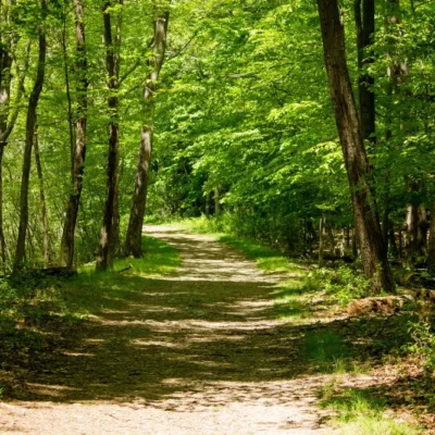 Sentier en forêt