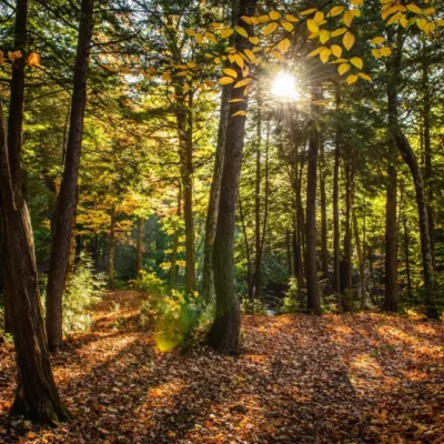 forêt