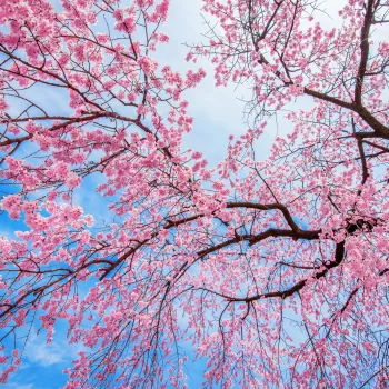 arbre-cerisier