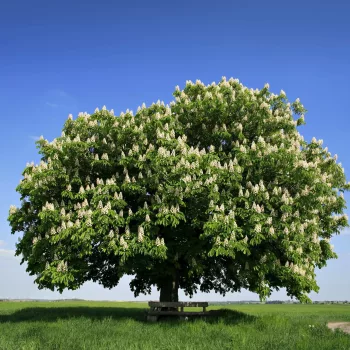 arbre-chataignier