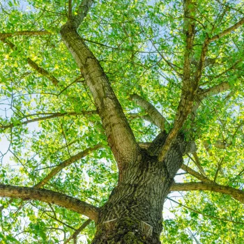 arbre-tilleul