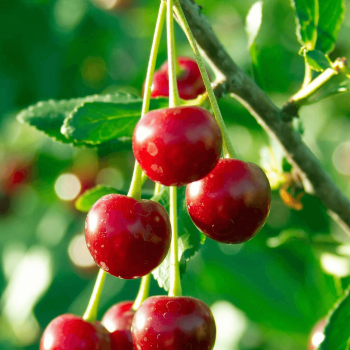 Photo de cerises sur une branche