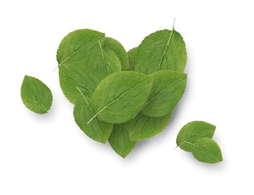 coeur-feuille