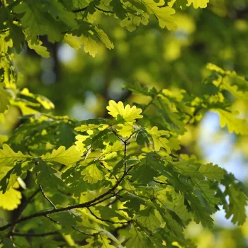 feuille-de-chene