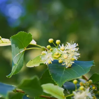 fleur-de-tilleul