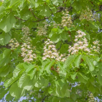 fleurs-de-chataignier